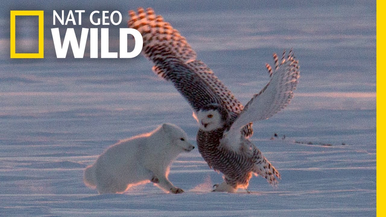 Why Is This Arctic Fox 'Dancing