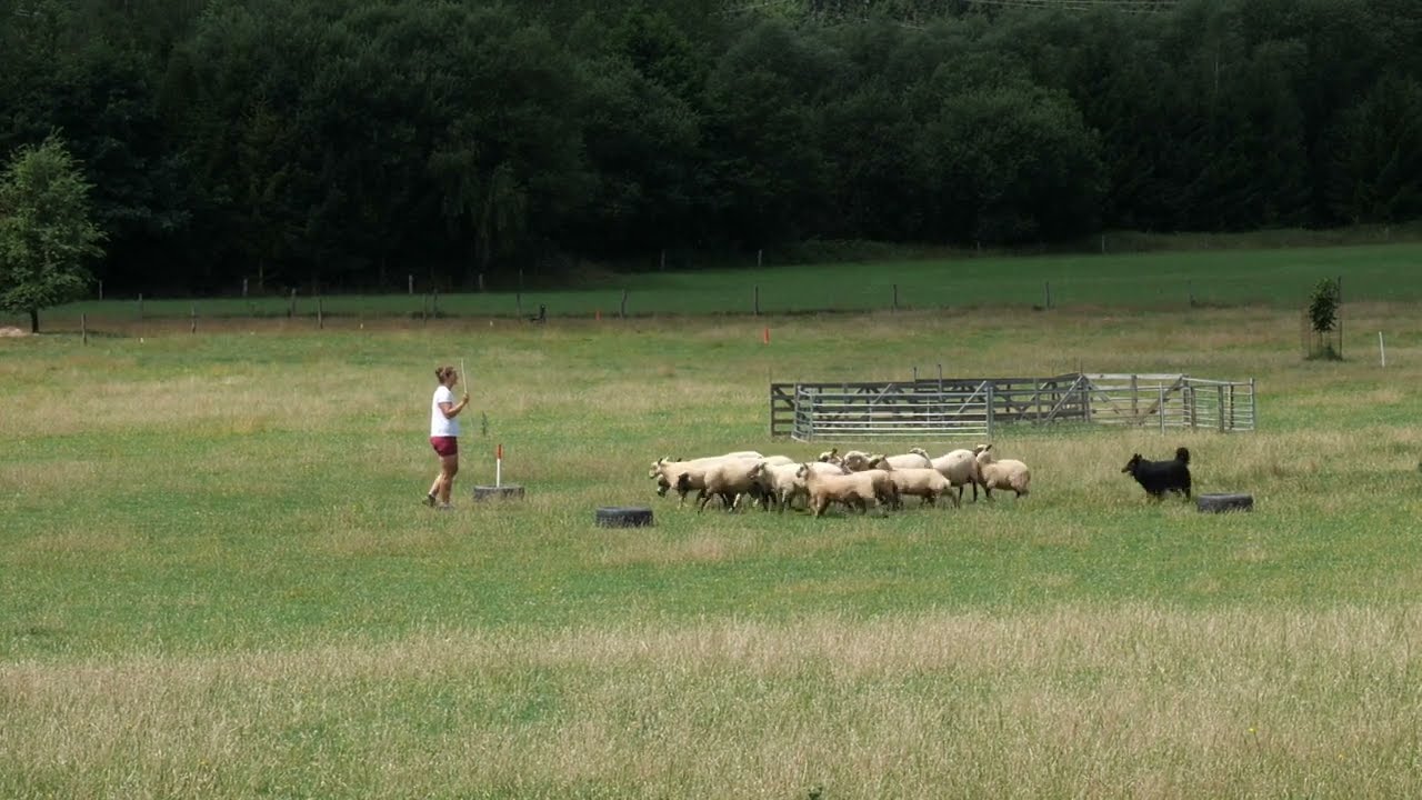 Czech herding Club Championship of Bohemian Shepherds 2024 - Dumper z Konické skály
