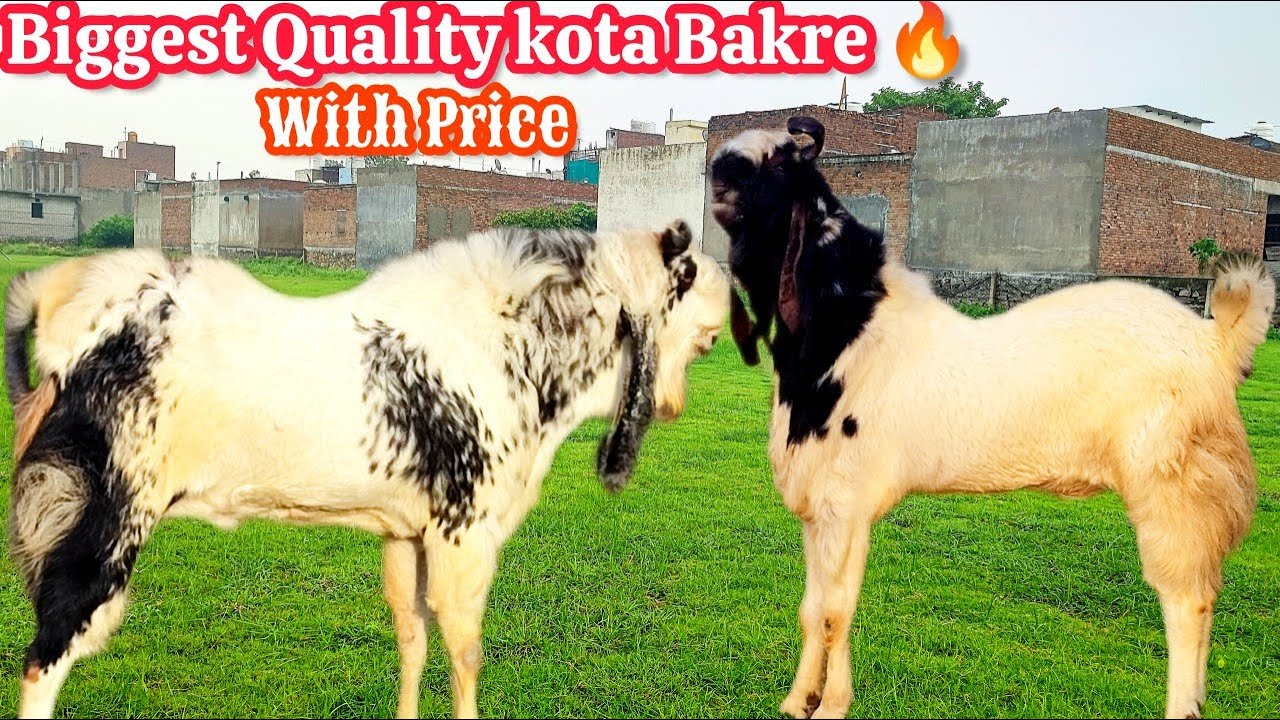 Biggest  Quality kota Bakre Available At #kotabakrebaaz