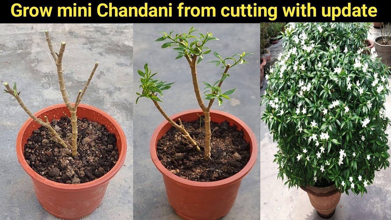 तपती गर्मी में मिनी चाँदनी को कटिंग से उगाएं/Grow mini chandni from cutting/Crape Jasmine/Tagger