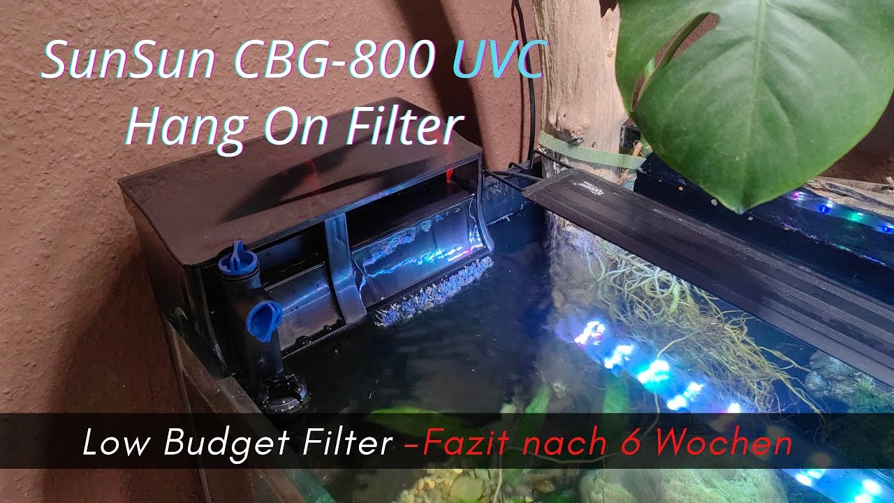 Pannenfilter SunSun CBG-800 ? Fazit nach 6 Wochen UVC Hang On Low Budget Filter #aquaristik