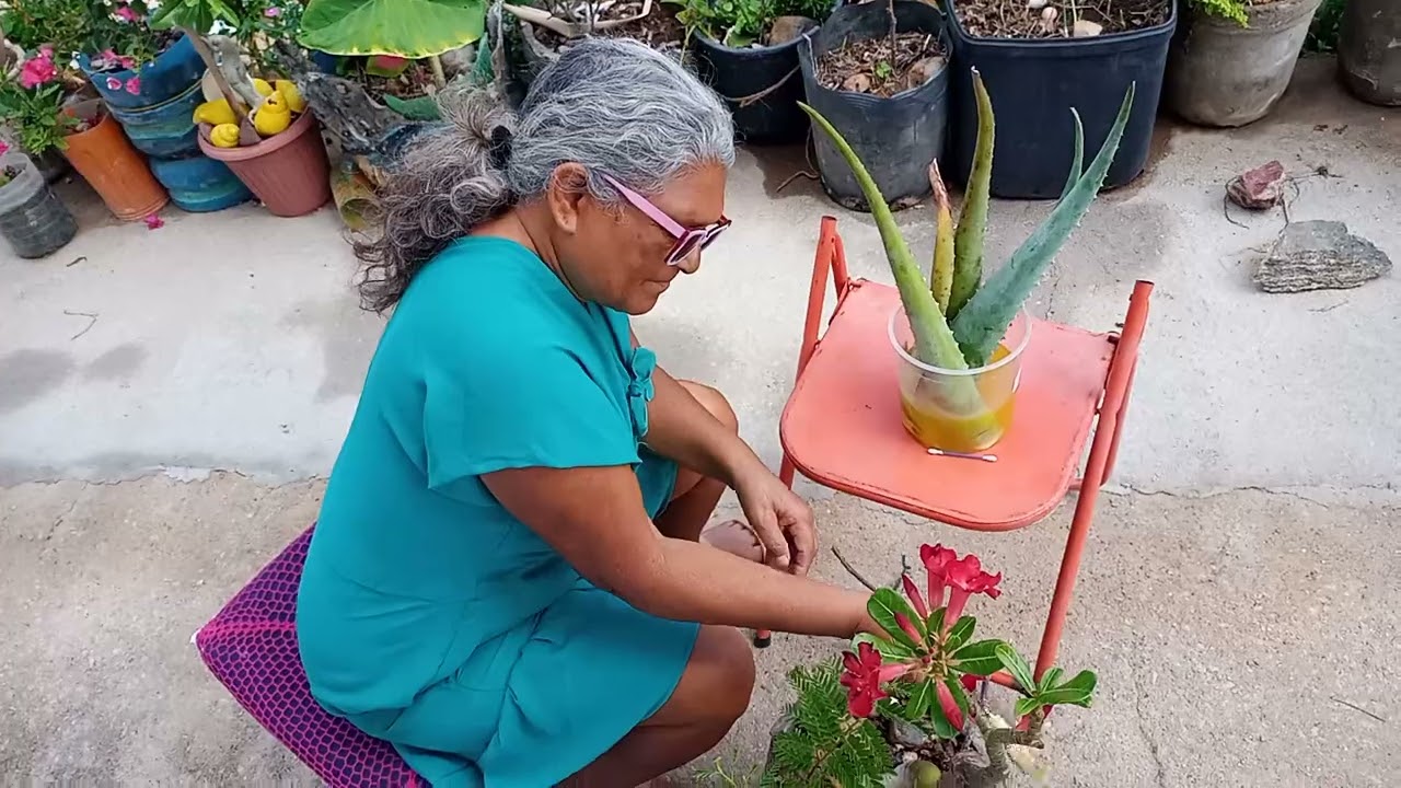 Planta que trata planta