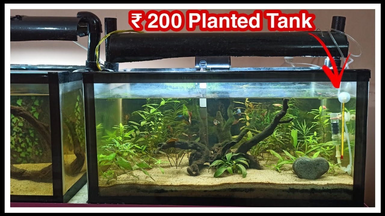 Planted Tank Setup | Low tech Plants and DIY Co2