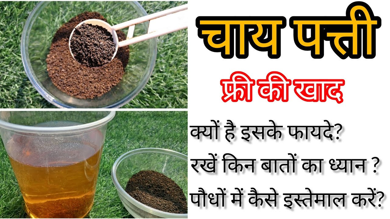 चायपत्ती पौधों में use करने का सही तरीका,फायदे और सावधानी|How to use tea leaf fertilizer for plants 