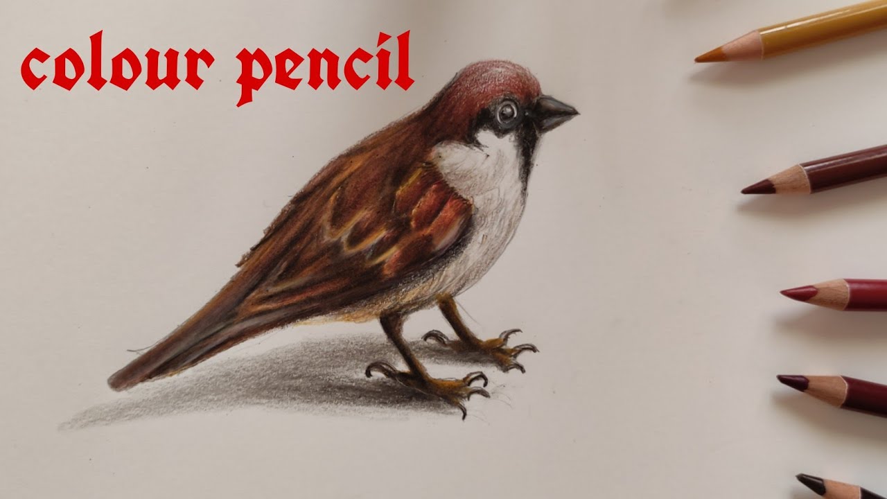 how to draw a sparrow | realistic drawing | colour pencil