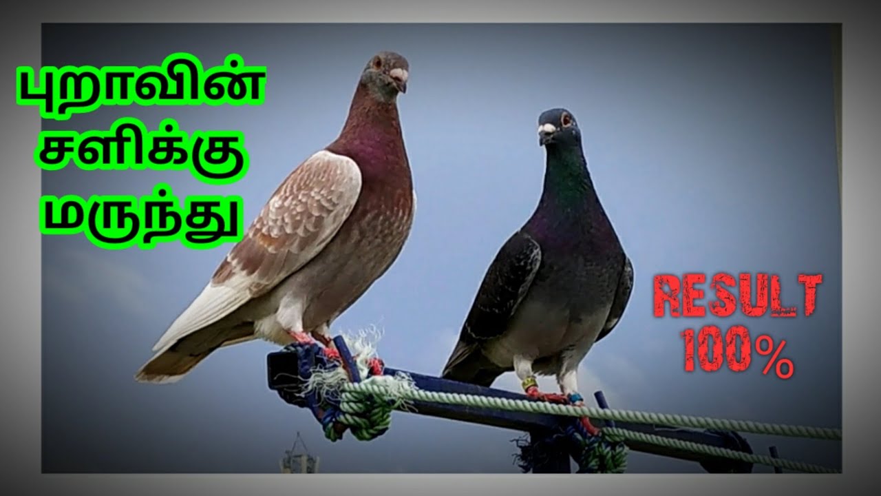 MEDICINE FOR PIGEON COLD