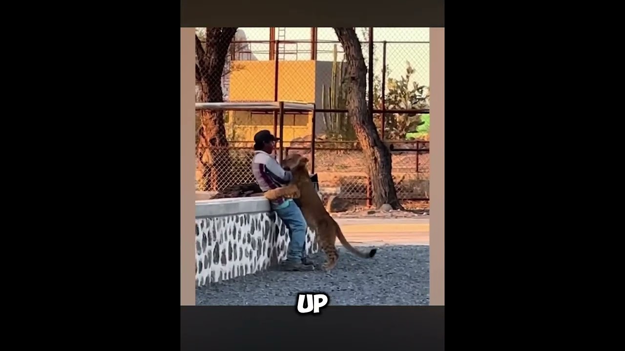 Emotional Animal Video