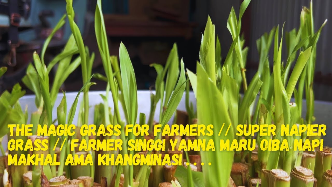 THE MAGIC GRASS FOR FARMERS | SUPER NAPIER GRASS | FARMER SINGGI YAMNA MARU OIBA NAPI MAKHAL AMA