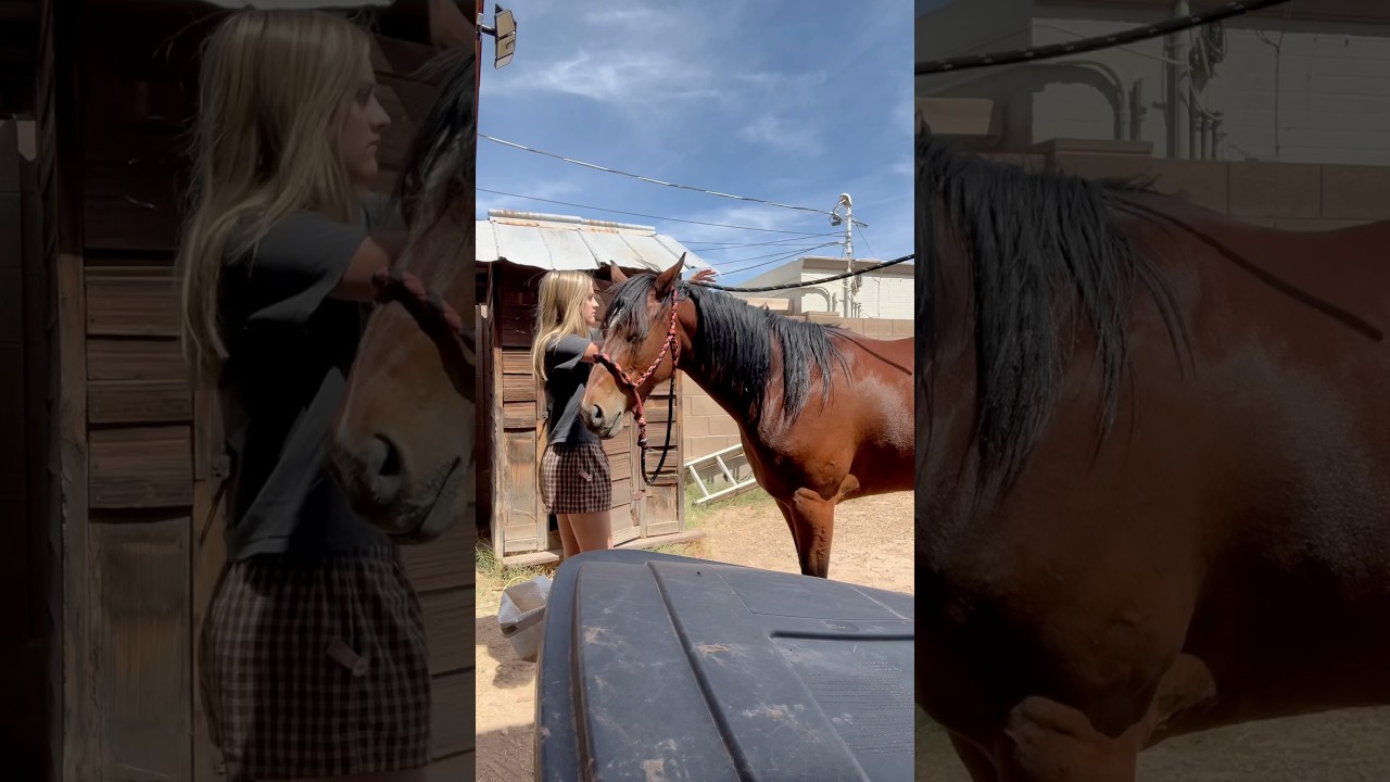 horsey morning routine #horsegirl #morningroutine #mule #westernhorse #westernlifestyle #farm