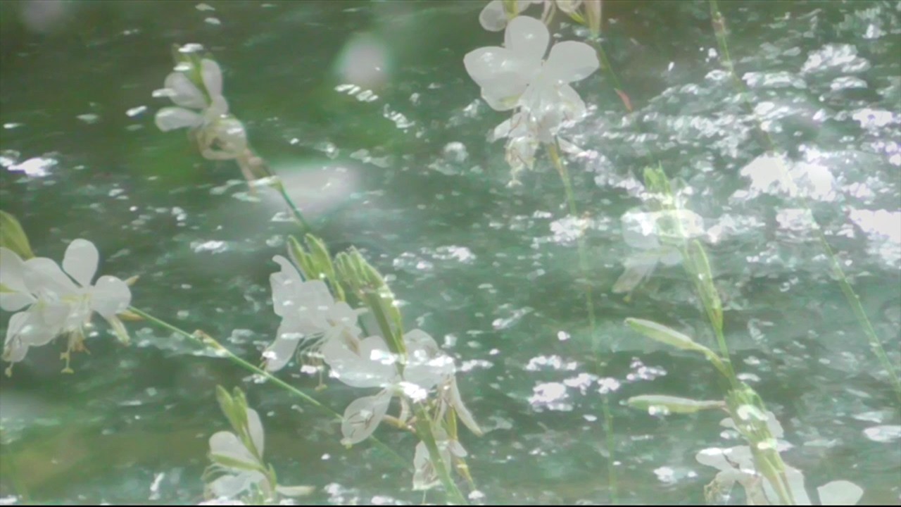 The River - Video