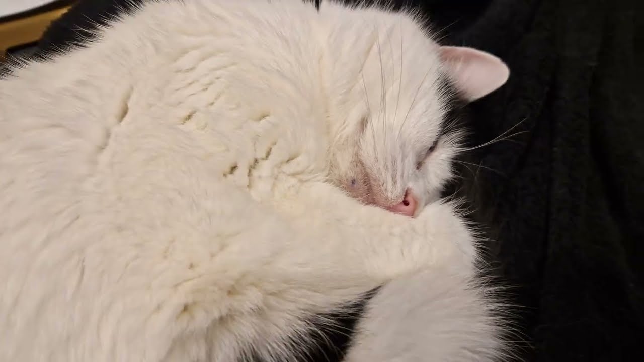 Croissant wishes you a good night ❤️