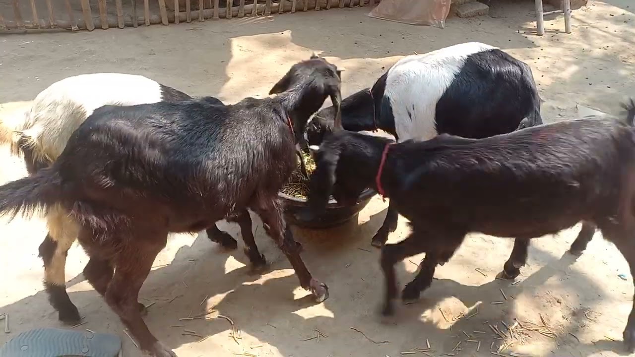 🐐 Goats Are Eating Peacefully 🌿