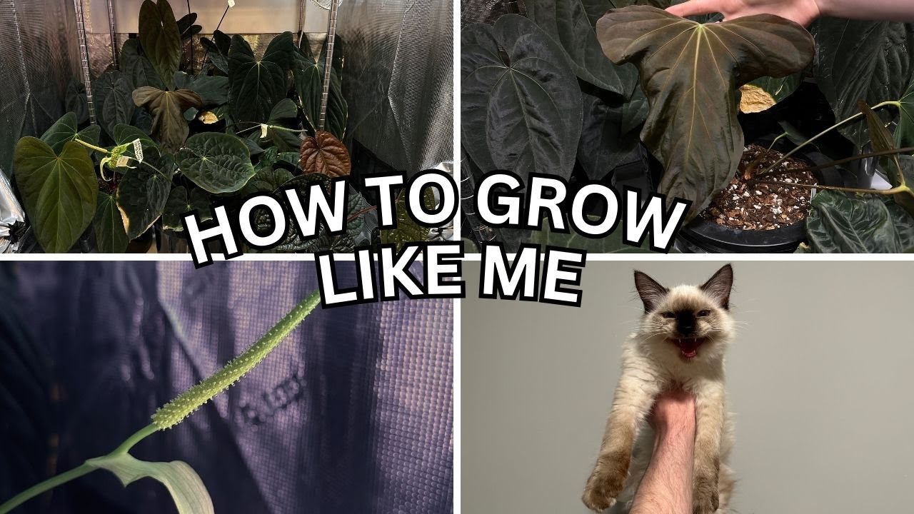 Everything You Need to Know to Grow Anthurium Like Me