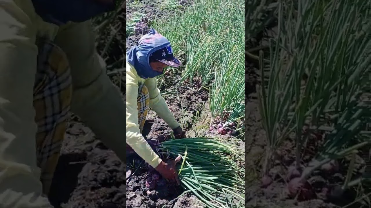 Onion Harvesting..