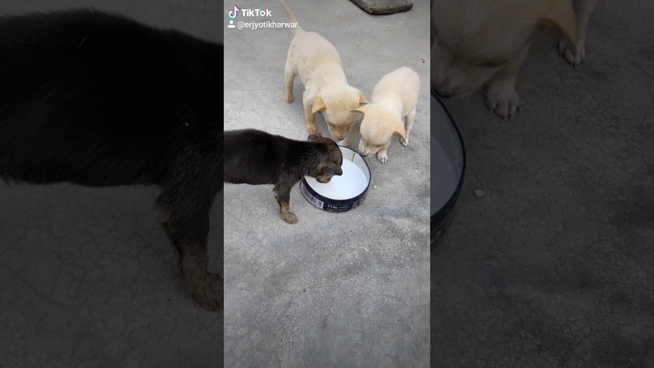 Be Kind to animal and they also need love and care ❤️