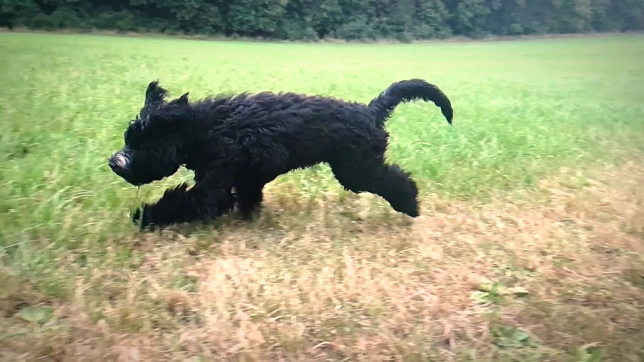 Portugiesischer Wasserhund in Zeitlupe (portugese waterdog timelapse)