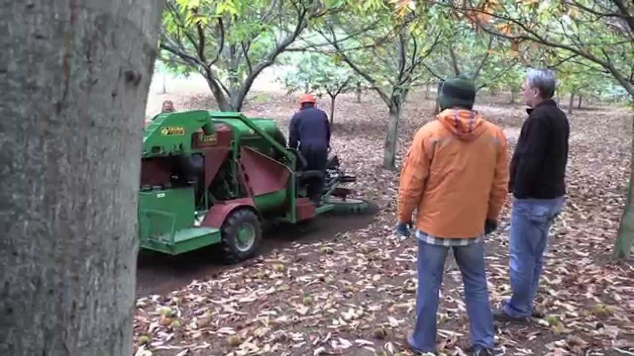 Michigan chestnuts