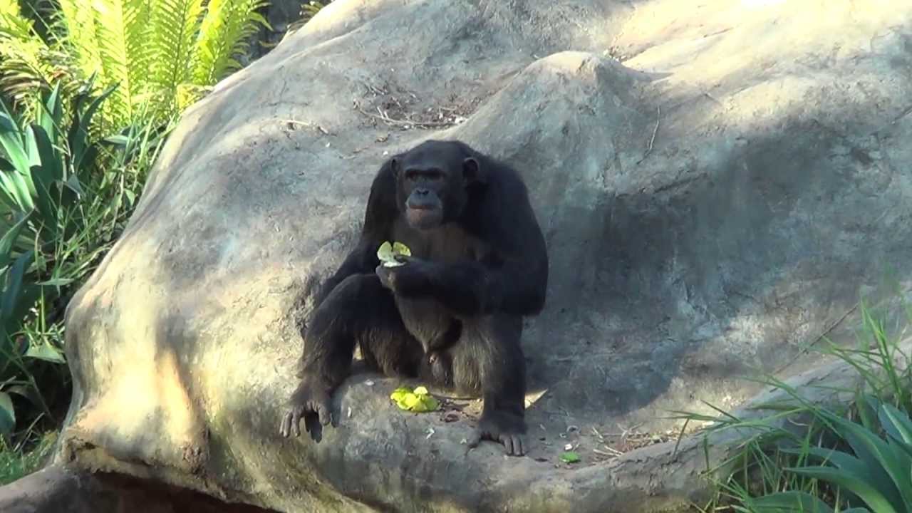 Macaco solta peido no Zoo de BH