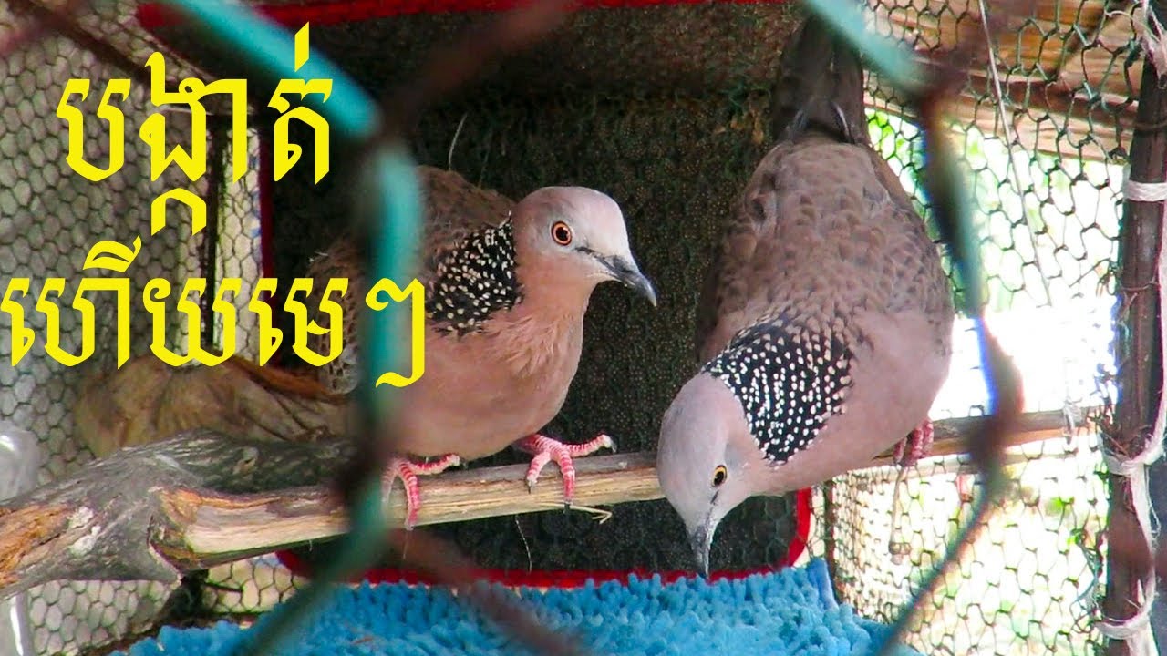ប្អូនអាឆេវឆាវដាក់បង្កាត់ហើយមេៗ