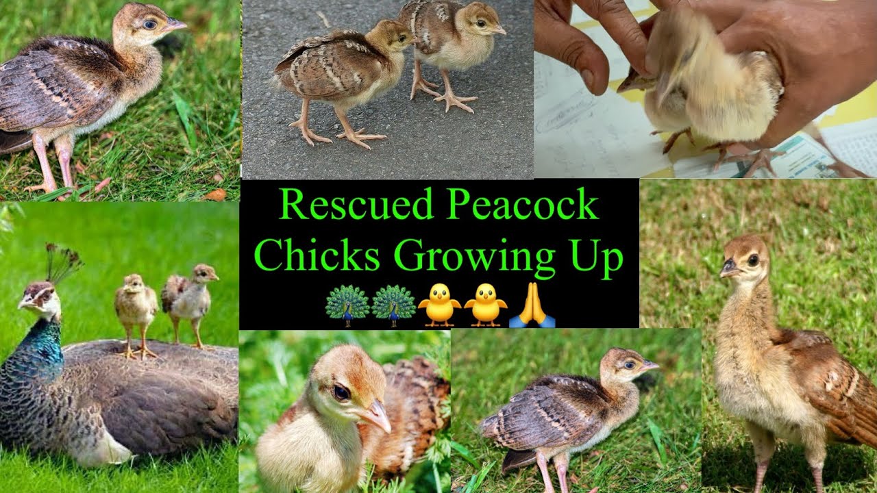“Rescued Peacock Chicks Growing 🦚🐥.|| #video #viralvideo #viral #trending🙏🙏