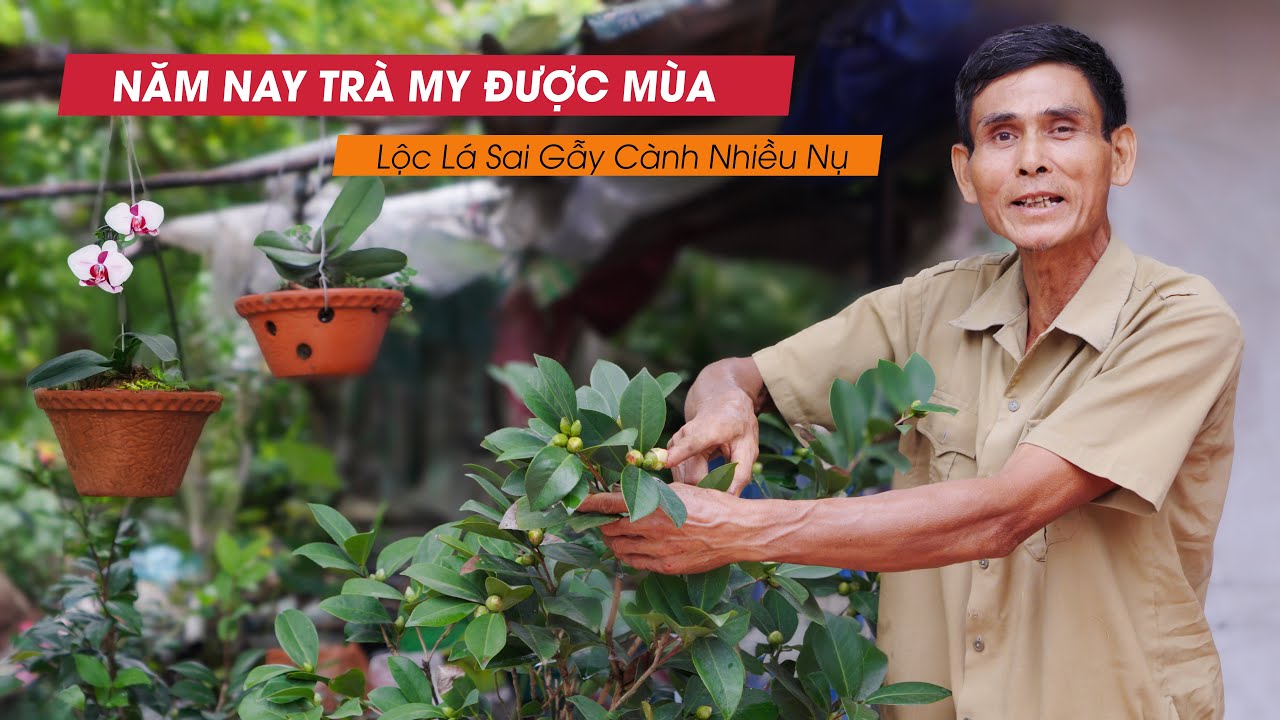 MẸO GIÚP TRÀ MY NHIỀU NỤ SAI HOA ĐÓN TẾT - BÁC NÔNG DÂN TV