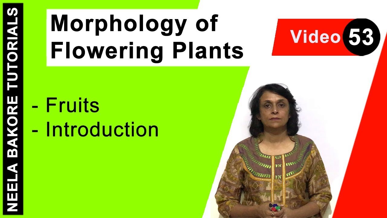 Morphology of Flowering Plants | NEET | Fruits - Introduction | Neela Bakore Tutorials
