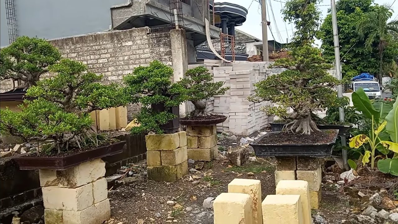 Perdana‼️Cek hrga bonsai Mewah hrga murah di stan mz Eko 082 331 638 393
