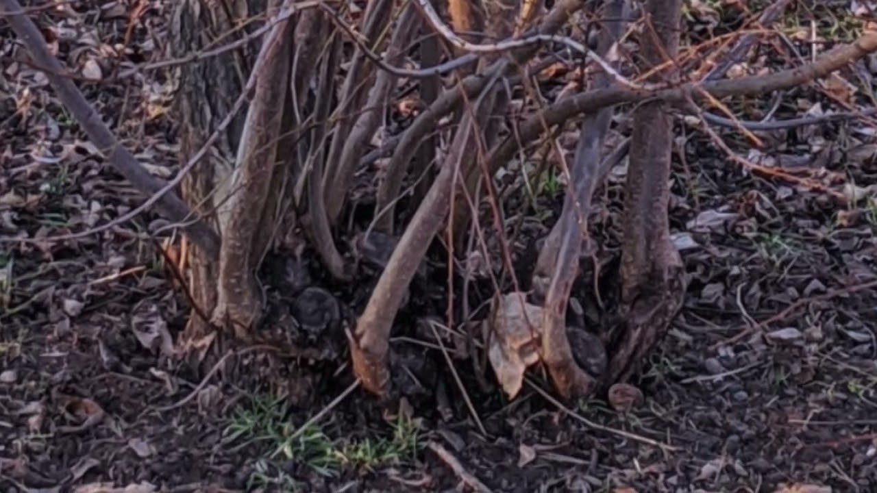 Slide Show: Removing and Preventing Suckers