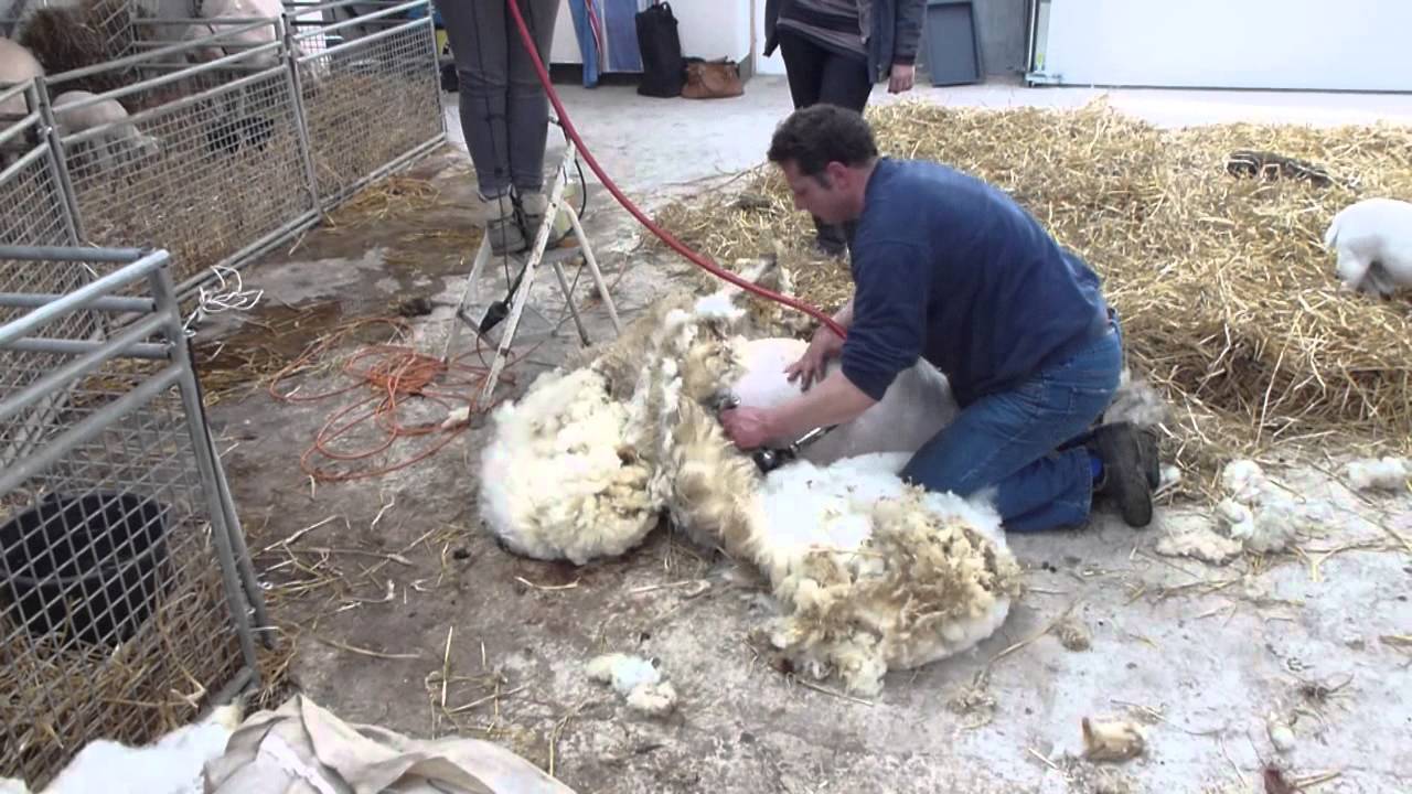 Schaap scheren