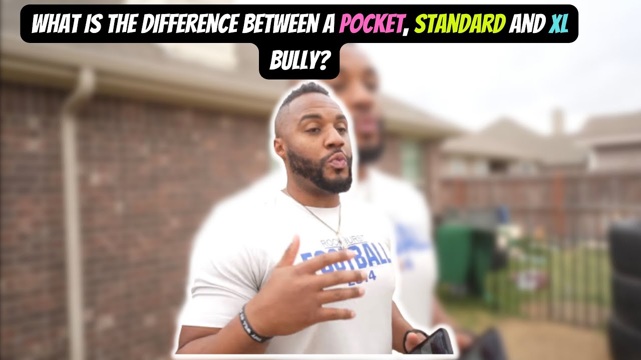 Карманные, стандартные и XL Bullies... В чем разница?