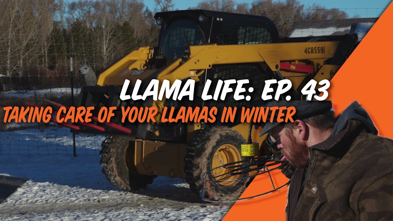 Taking Care of your Llamas in Winter - Ep.43 - Llama Life
