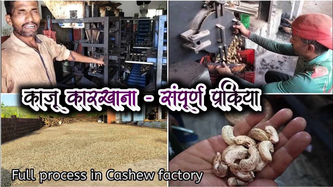 पूर्णपणे मशीनद्वारे चालणारा कोकणातील एक काजू कारखाना | Automatic process in Cashew factory in konkan