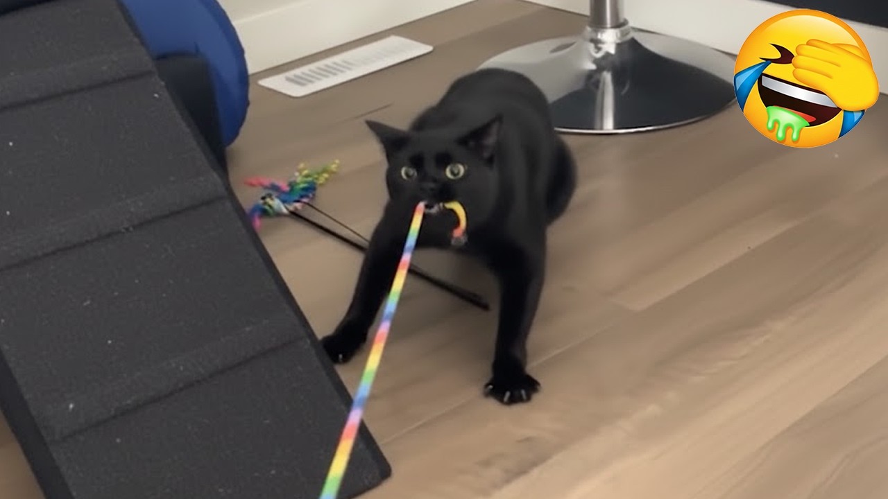 Black Cat Logic: Why Are They Like This? 🐈‍⬛😂 | Cat Syrup
