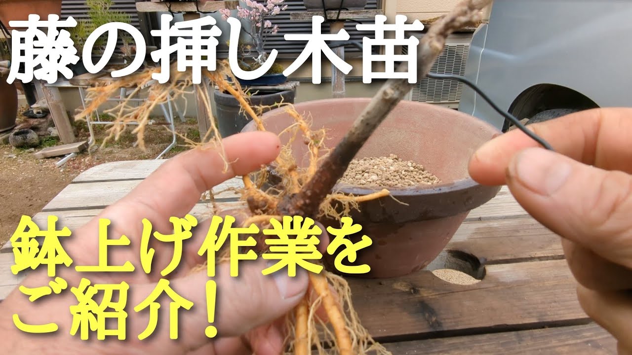 藤の挿し木苗鉢上げ作業をご紹介！
