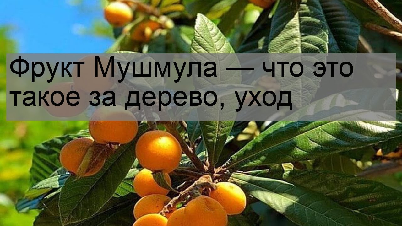 Фрукт Мушмула — что это такое за дерево, уход