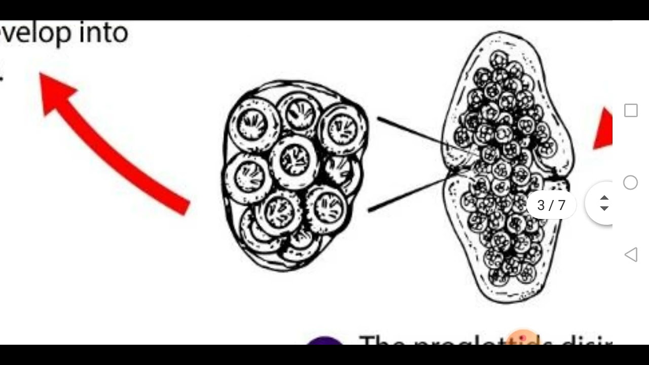 Dipylidium caninum بالعربية
