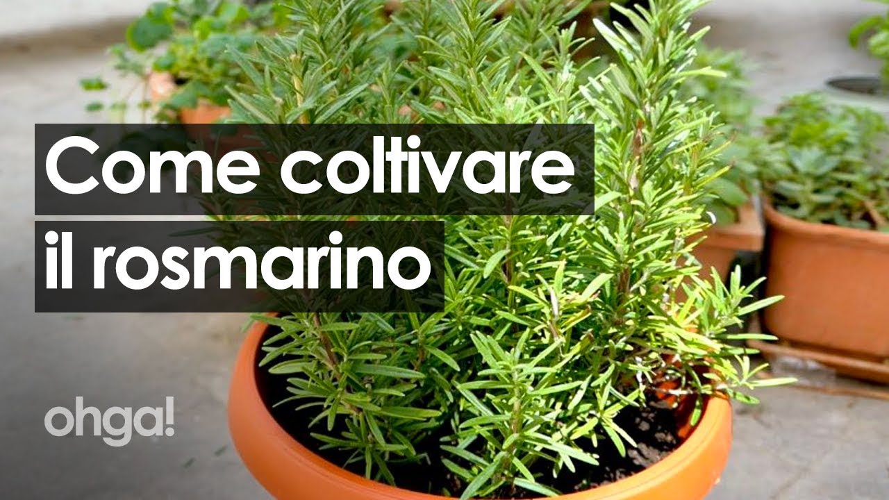 Rosmarino: tutti i segreti per coltivarlo rigoglioso in casa!