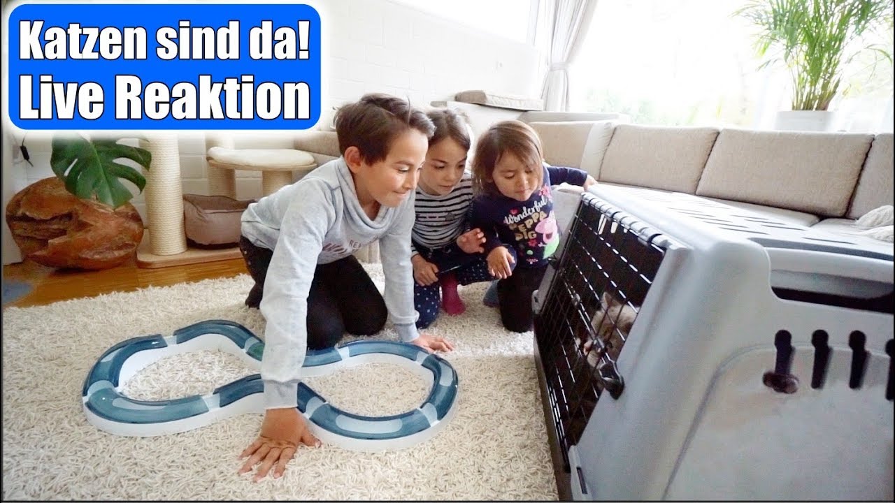 Die Katzen sind da 😍 Live Reaktion der Kinder! 1. Mal bei uns zu Hause | Eingew&ouml;hnung | Mamiseelen