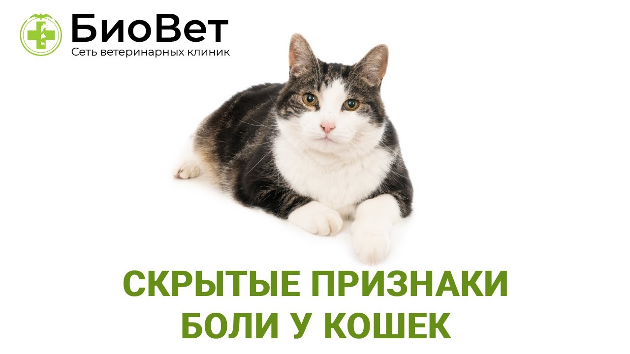 Скрытые признаки боли у кошек, которые часто пропускают