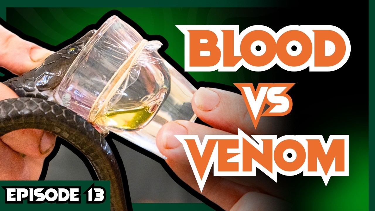 Snake Venom Turns BLOOD into JELLY | Venom Diaries