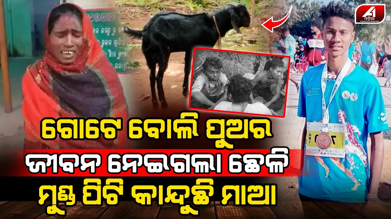 ମଣିଷ ସାଜିଲା ପଶୁ ସାମାନ୍ୟ ଛେଳି ପାଇଁ ମାଆ ଠୁ ପୁଅକୁ ଛଡେଇ ନେଲେ ଗାଁ ଲୋକେ l MAYURBHANJA GOAT l @A1odia