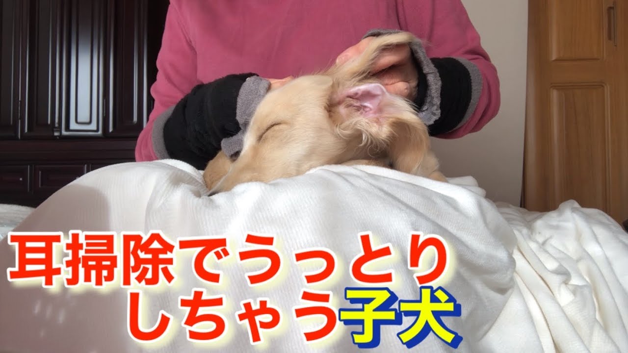 【ダックス多頭飼い】子犬が我が家にやって来て110日目(生後5ヶ月)耳掃除をされてうっとりしちゃう子犬