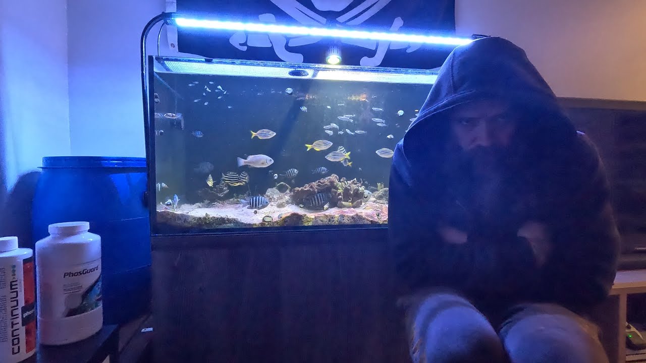 What does a marine tank look like at 19°C (66.2°F)