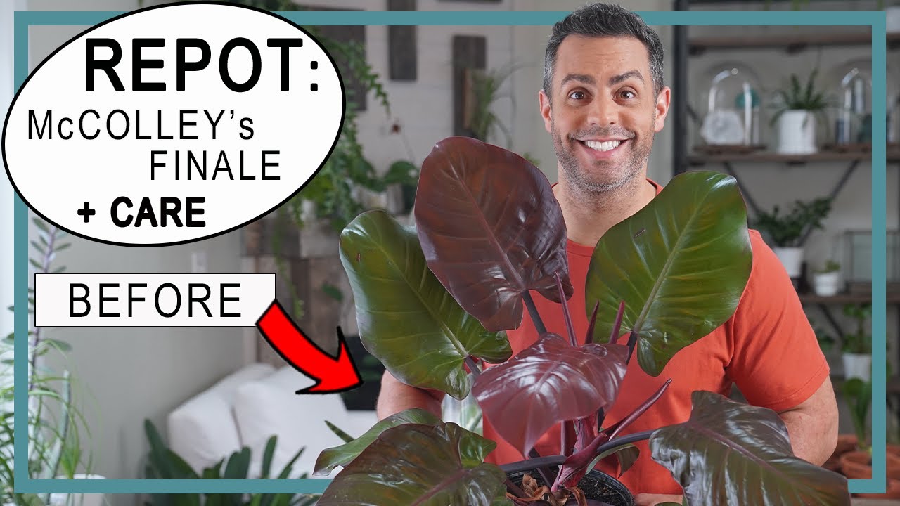 Repotting My Giant McColley's Finale Philodendron! Philodendron Plant Care Tips, Soil Type + More!