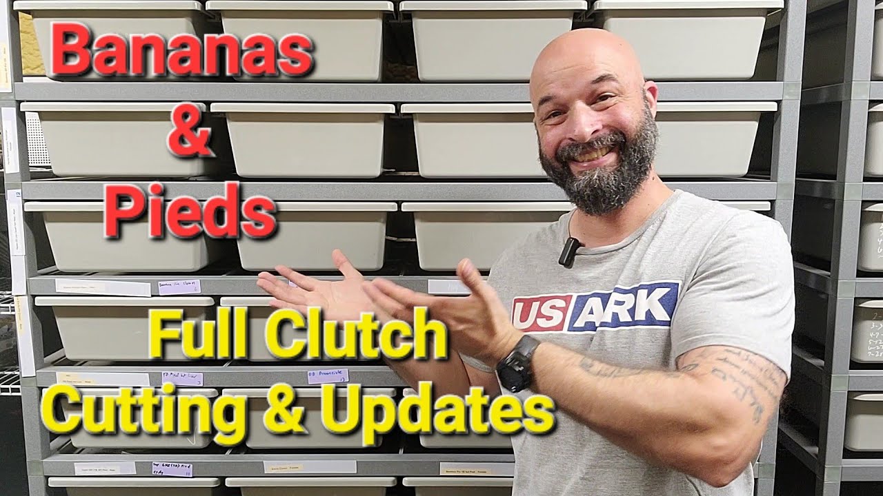 Ball Pythons Hatching! Bananas & Pieds are Everyone's Favorites! Clutch Cutting and Updates