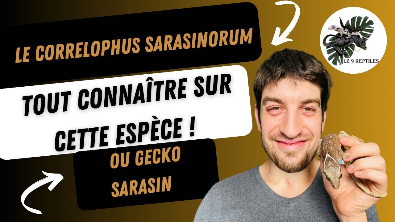 CORRELOPHUS SARASINORUM LE9REPTILES
