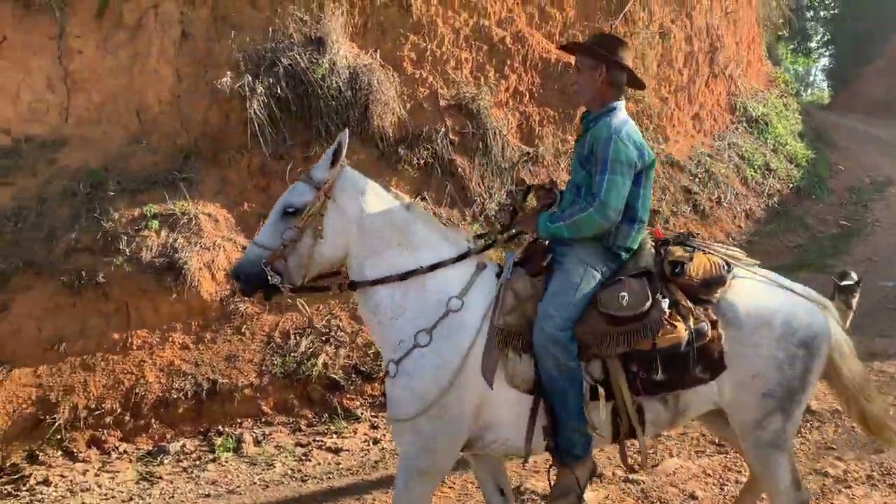 Como comprar um cavalo bom de marcha só pelas orelhas #marchador#marchadores 