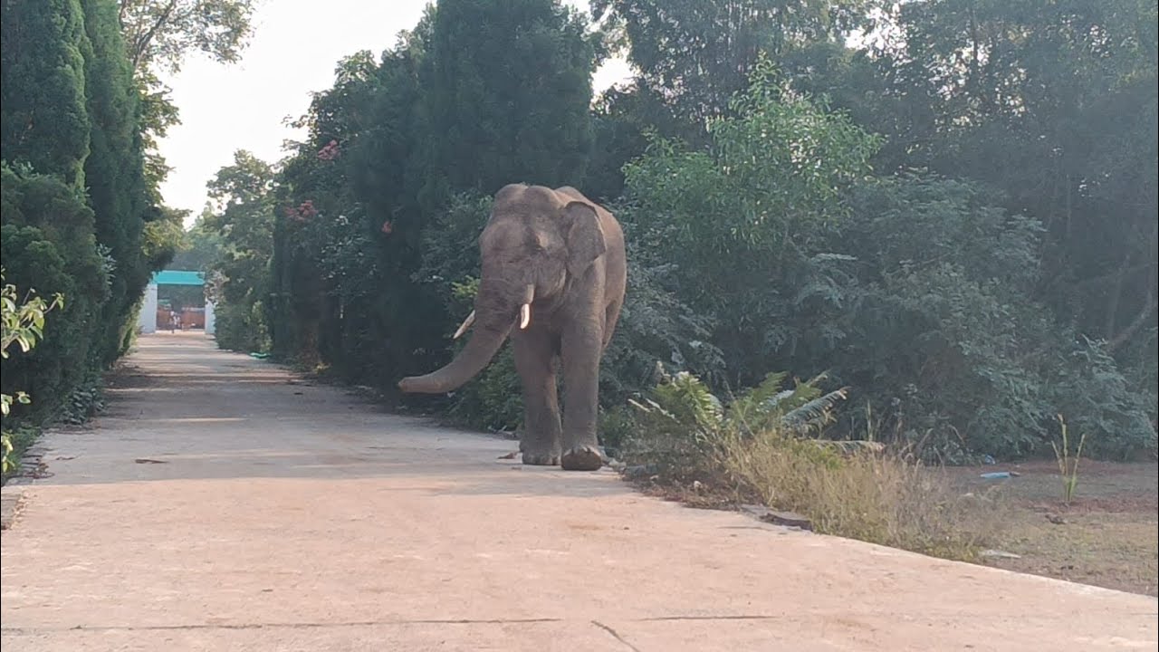 କଣାସରେ ହାତୀ ଆତଙ୍କ
