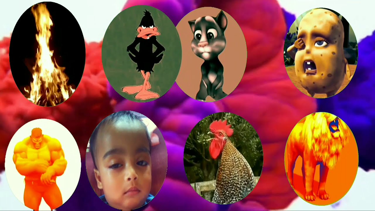 Baby loves rooster crowing loud sound. Baby crocks sound. baby rooster crowing. Adult rooster sound.