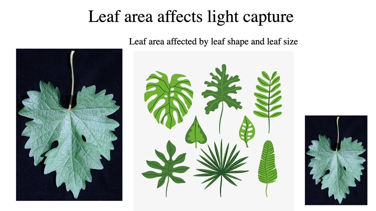 Plant Physiology: L9: Environmental Effects on Photosynthesis